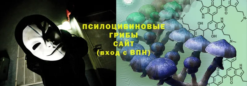 Галлюциногенные грибы Psilocybe  мега сайт  Тавда  где купить наркоту 