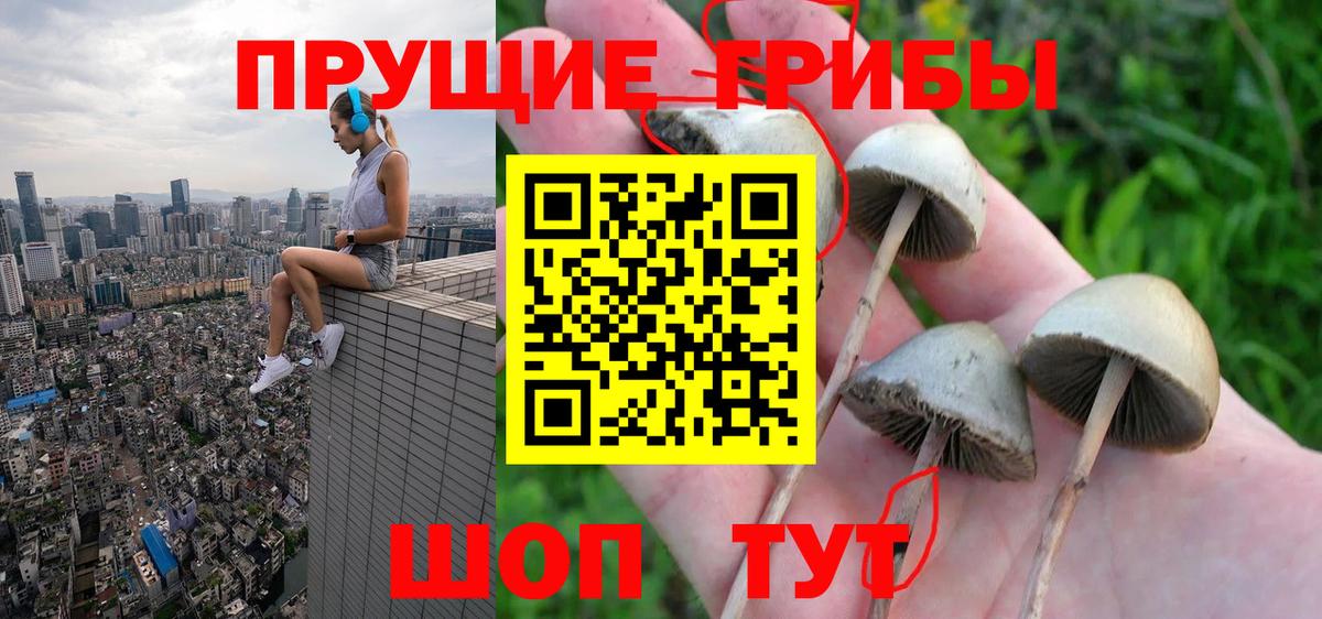 Тавда  Галлюциногенные грибы GOLDEN TEACHER  где найти   Вход с VPN 